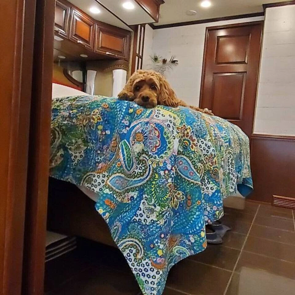 Colcha manta colcha india hecha a mano de algodón doble Ralli Kantha estampado cachemir Foto 2 de 4