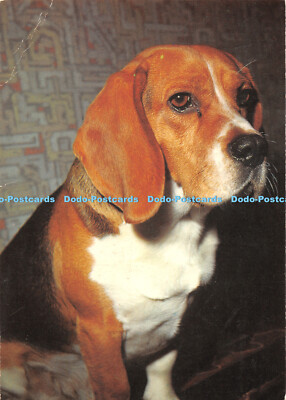 D044504 Hund. E. T. W. Dennis. Postkarte