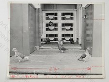 Racing Pigeons In Loft Coop Hempstead Border Press Agency Carlisle VTG Photo