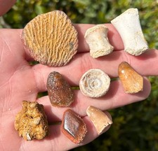 Kem Kem Fossils LOT Reptile Fish Morocco Vertebrae Teeth Scale Crocodile