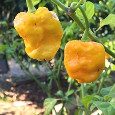 10+ Yellow 7 Pot Pepper Seeds (hot chili, chile) | Hotter than Ghost