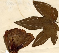 Chinese Herbarium Pressed Cotton Leaf & Flower Pressed Leaf 1862 Original