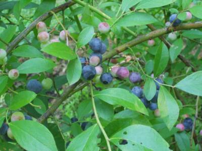 Tifblue Blueberry (Vaccinium ashei 'Tifblue')