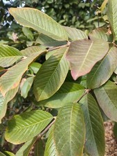 TEA - 100Fresh Green Large GUAVA LEAVES - ORGANIC - No Chemicals, No Pesticides