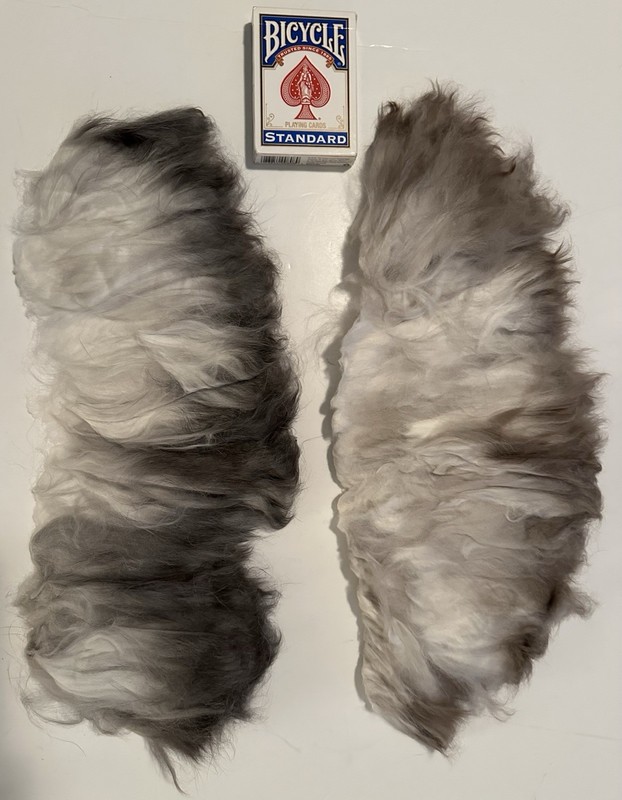 1.9oz German PLUCKED Grey Tipped Angora Wool Spinning Fiber (D17)