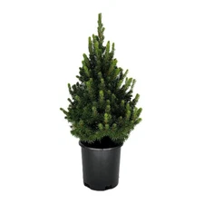 Dwarf Alberta Spruce Live Evergreen Tree 2.5 Qt Cold Hardy Outdoor Plant Shrub