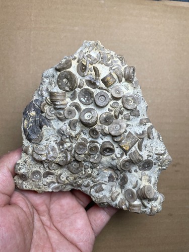 529g Devonian period Crinoid Geologic rock specimen - Picture 3 of 16