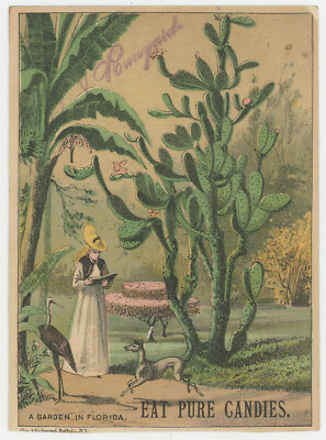 Florida Garden Prickly Pear Giant Cactus 1880's Trade Card | eBay