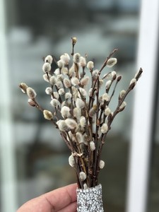 Real dry Pussy Willow Spring Flowers length 8” 13-15 Stems