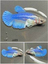 Female Betta Live Fish - Dumbo Blue HMPK - JJ23 - Sorority - Breeding