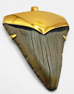 Fossil Shark Tooth Pendant   Megalodon Tooth with 24 K Gold Over Sterling Silver