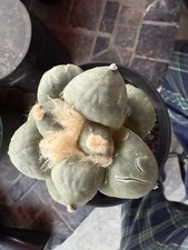 Rare Ariocarpus retusus var. furfuraceus 8.8 Cm Dia.hidden Grafting Plant