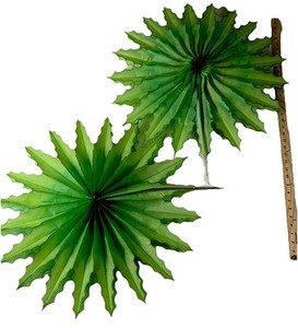 Vintage 2 Large Folding Honeycomb Fans Green TISSUE PAPER DECOR DENMARK 26”