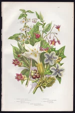 1889 Pratt Antique Color Print Poison Bouquet - Deadly NightShade, Henbane, etc