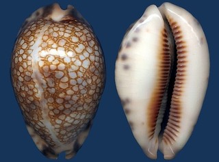 Shell Mauritia histrio westralis L Seashell