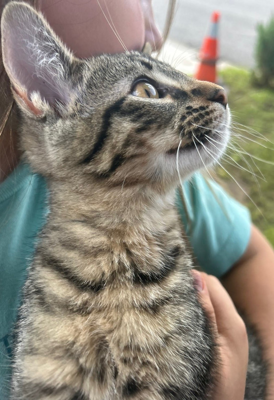 Tabby Cat Kitten Photo - Tabby Cat Being Held