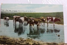 Scenic Cow Cattle Postcard Old Vintage Card View Standard Souvenir Postal Post