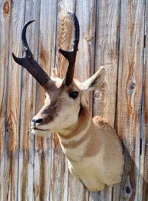 Pronghorn Antelope #1 Taxidermy Shoulder Mount Montana Mount