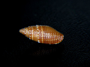 MITRA "NEBULARIA" CORONATA: CURRENTLY THE ONLY HAWAIIAN ON EBAY @ 14.72MM!