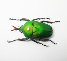 Eudicella for collectors | rare Cetoniidae