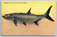 FL, Southwest Coast of Florida, Tarpon, Fish, Vintage Postcard