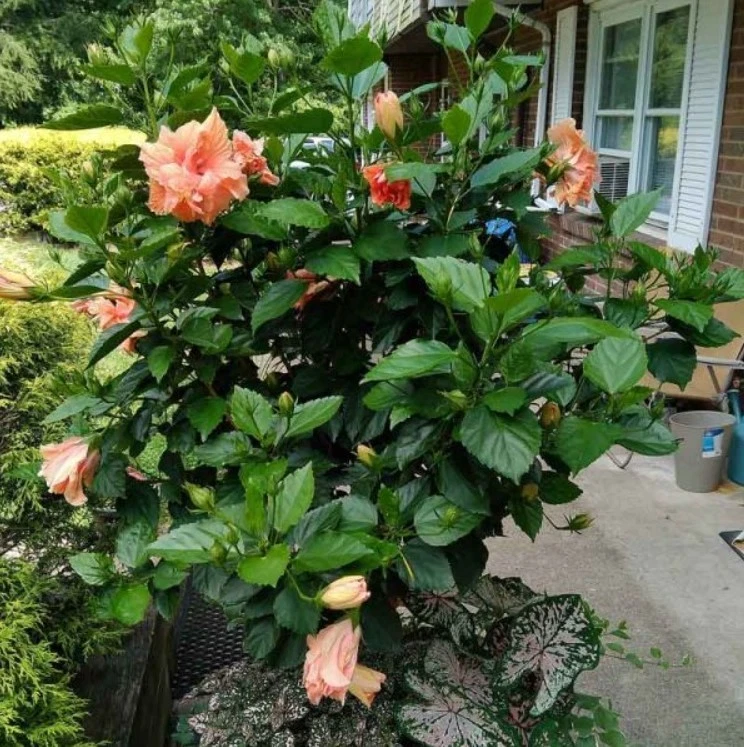 Hibiscus Double Golden Peach Live Plant - 18-24" Tall - No Pot - Large Flower - Image 3 of 4