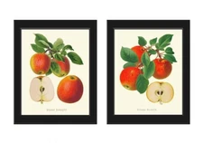 Red Apple Botanical Fruit Wall Art Set of 2 Beautiful Vintage Antique Unframed
