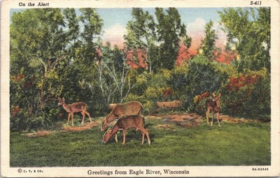 Greetings from Eagle River WI Deer ''On Alert'' 1947