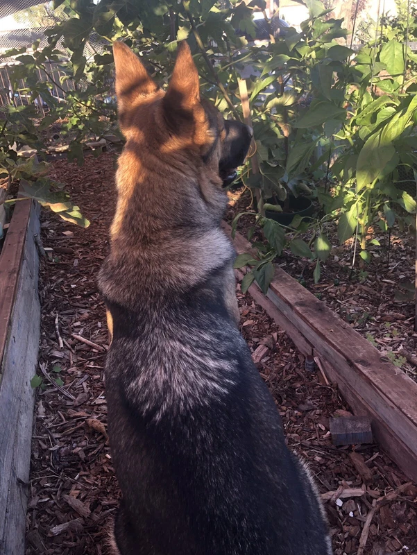 German Shepherd Dogs Puppies Gumtree Australia