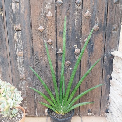 Sansevieria desertii, Sansevieria cylindrica H 60cm. Rare Snake plant,  Succulent | eBay