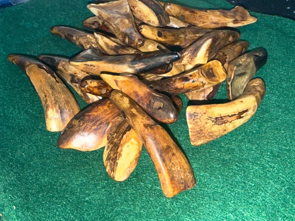 (10) ANTIGUO Original Dientes de Búfalo Sioux Indio Cuentas Ornamentales Comercio de Piel Años 1700 Foto 3 de 4