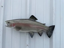 21" Rainbow Trout Two Sided Fish Mount Replica - Quick Production