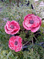 Gartenstecker, Keramik, Blume,Blüte, Gartenstele, Gartenkeramik, Mohn