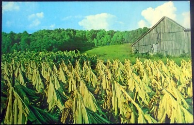 1966 Dexter Press, Harvesting Tobacco, Old Tobacco Barn, Tobacco Farm,  Fields