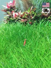 1 Pack Aquarium Grass Seeds Fine Cow Grass US Seller Fast Shipping Quality Seed