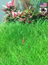1 Pack Aquarium Grass Seeds (Fine Cow Grass)US Seller Fast Shipping Quality Seed