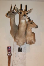 3 Taxidermy Grey Vaal Rhebok Reedbuck Duiker Shoulder Mount Africa Safari Hunt