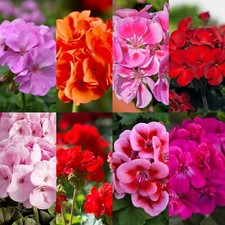 Geranium Plant in 13cm Pot - Pelargonium Summer Garden Ready Bedding Plant
