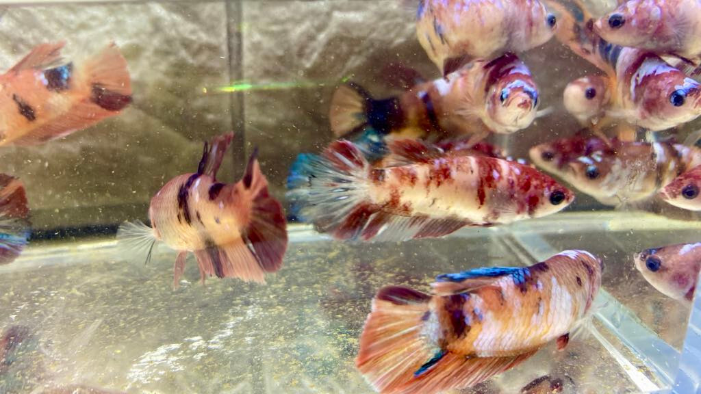 Fancy KOI Multicolor Tropical Halfmoon FEMALE Live Betta Fish High Quality #1