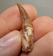 Triassic Phytosaur 33mm Rooted Fossil Tooth - Redonda Formation New Mexico