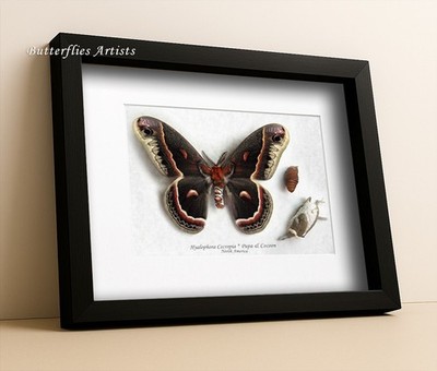 Real Silk Moth Pupa Cocoon Hyalophora Cecropia XL Framed Entomology Shadowbox