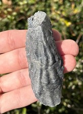 Lee Creek Fossil Bivalve Crassostrea auroraensis North Carolina Oyster Shell