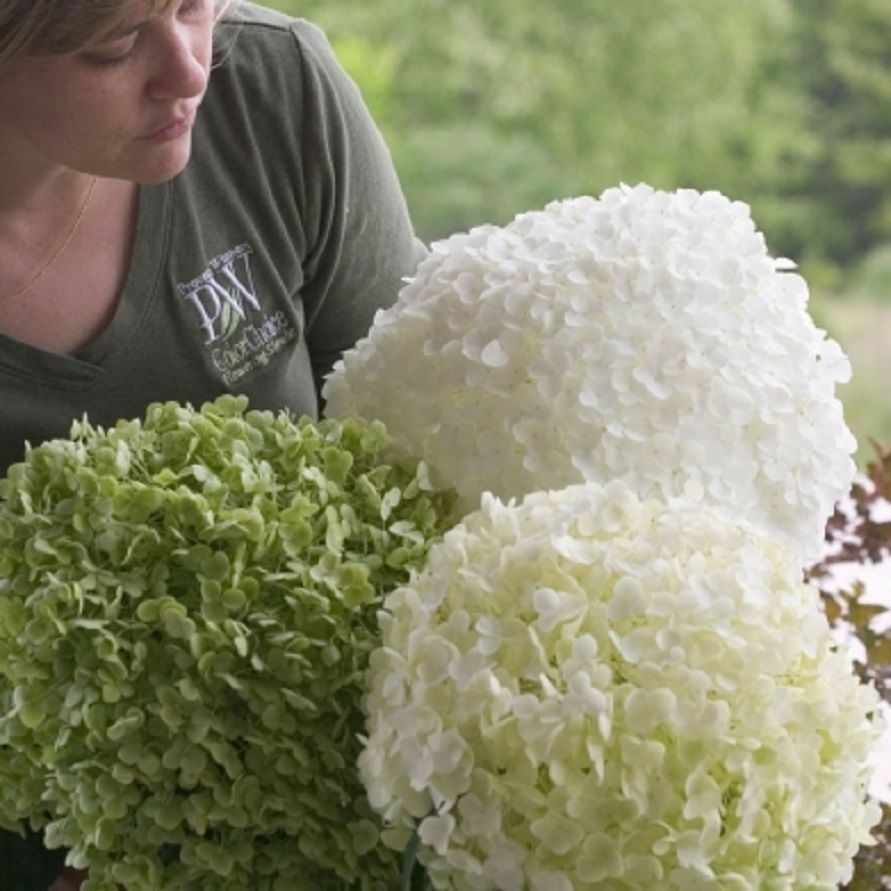 HYDRANGEA 'ABETWO - INCREDIBALL' - STARTER PLANT - APPROX 6-8 INCH - DORMANT