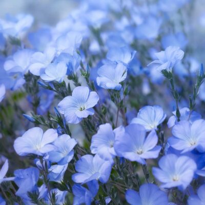 500+ Sky Blue Flax Flower Seeds Made in USA Easy to Grow Perennial