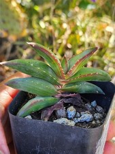 Aloe Pearsonii - Small Rooted Cutting