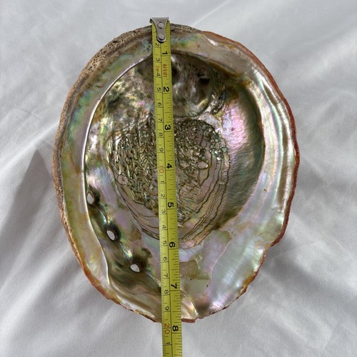 Large Natural Abalone Shell Smudging Bowl Incense Burner Dish 8x6 - Picture 9 of 10