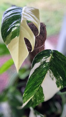 Pothos Epipremnum Pinnatum Albo Variegata - White & Green | eBay
