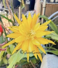 DEJA VU Rare Epiphyllum Orchid Cactus Succulents