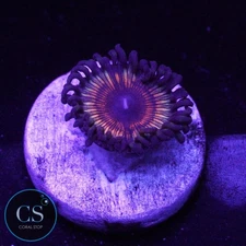 CS VAMPIRE SLAYER ZOA - WYSIWYG LIVE CORAL