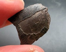 1/2 inch Tyrannosaurus rex tooth section - worn tooth - Hell Creek fm, SD